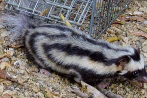 Dwarf spotted skuns - най -малкият хищник мексико Dwarf spotted skuns - най -малкият хищник мексико
